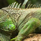 Illustration for article titled Fine Dining May Solve Puerto Ricos Invasive Iguana Problem